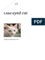 Odd-Eyed Cat