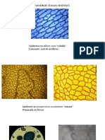 Práctica 1 - Células Vegetales