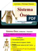 Sistema óseo: funciones y estructura del esqueleto humano