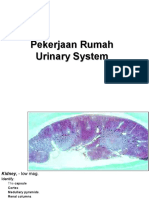 Pekerjaan Rumah Urinary System