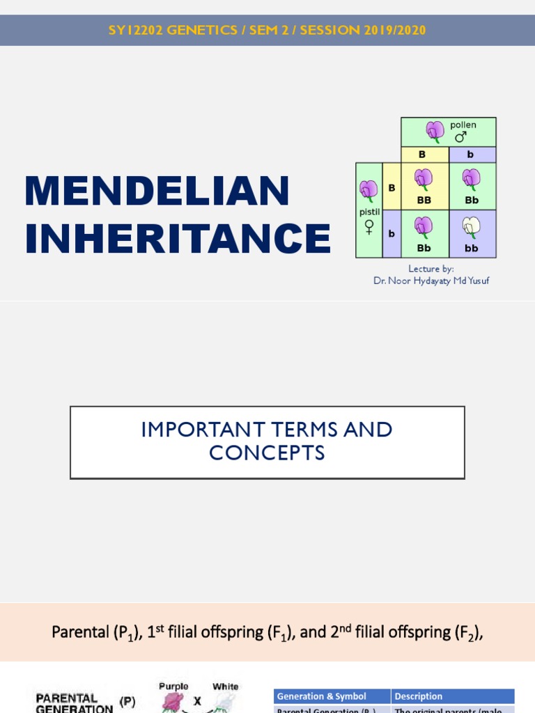 Mendelian Inheritance | PDF | Dominance (Genetics) | Zygosity