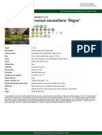 Prunus Cerasifera Nigra PDF 4517 Es