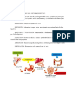 Generalidades Del Sistema Digestivo