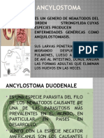 Ancylostoma - Olenka