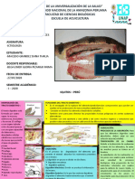 Infografía de Sistema Digestivo Ictiología Dana