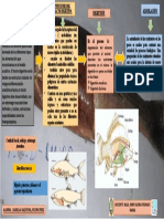 Morfologia Del Tracto Digestivo de Los Peces-Ictiologia-Valentina