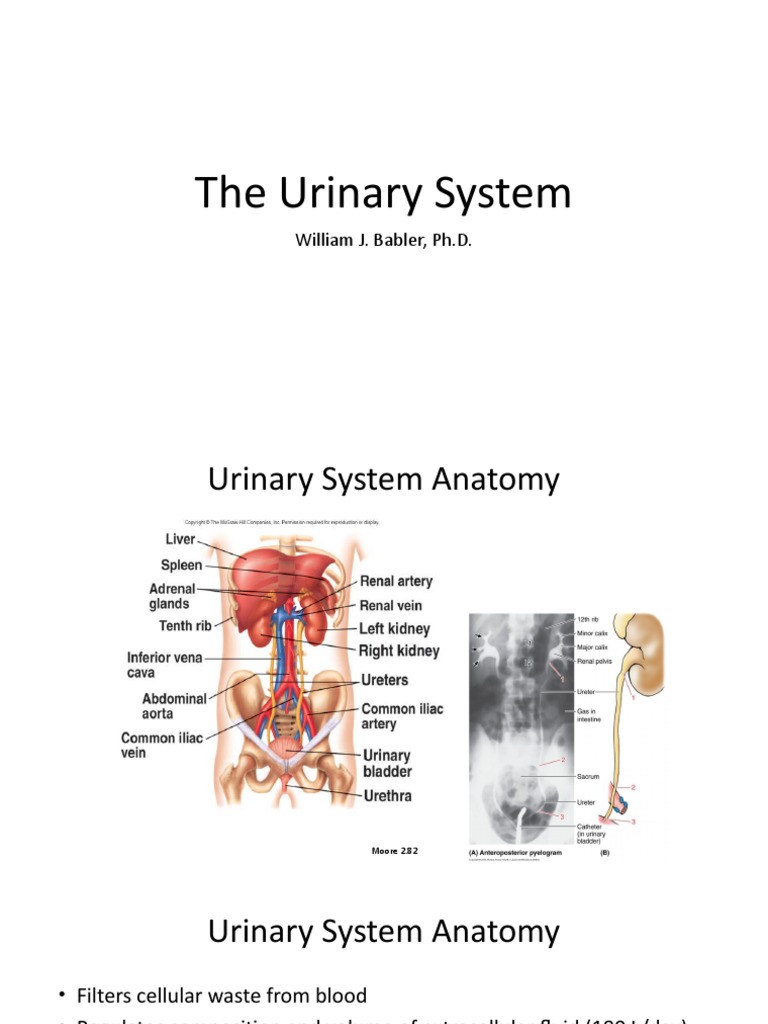 Urinary System Anatomy and Function | PDF | Kidney | Urinary System