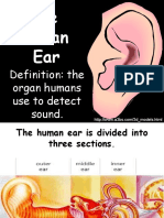 The Human Ear: Definition: The Organ Humans Use To Detect Sound