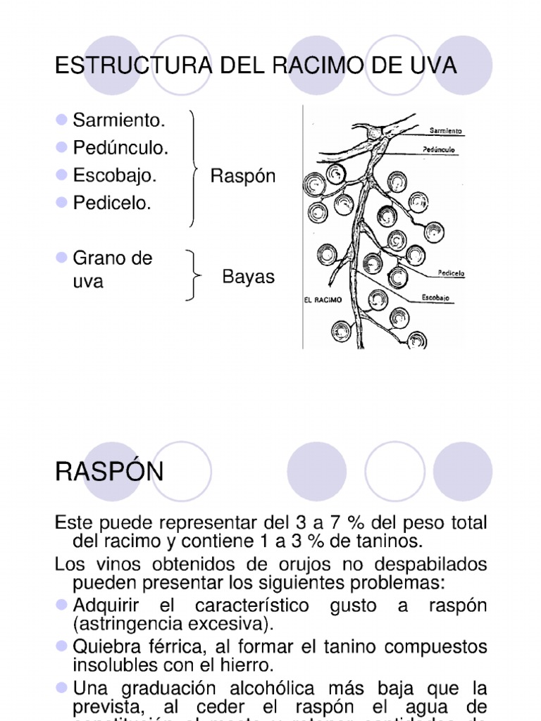 Estructura Del Racimo de Uva 1 | PDF