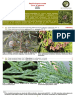 Identificación Generos Cupressaceae PDF