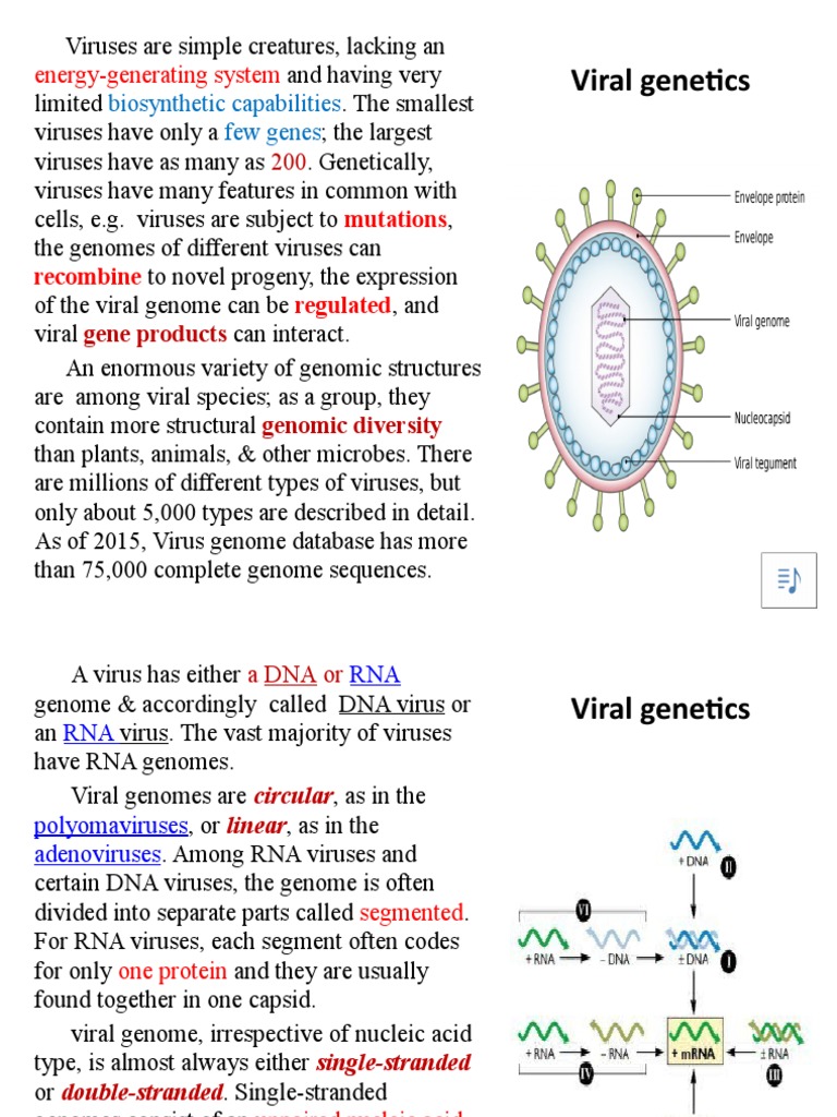 Viral Genetics And Replication 2 Pdf Sense Molecular Biology Virus
