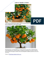 Mandarinul pitic in ghiveci