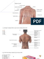 Estructuras anatómicas del tórax y corazón
