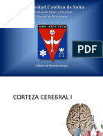 CORTEZA CEREBRAL - Areas Brodmann y funcionales