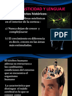 Neuroplasticidad 121122142844 Phpapp01