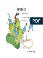 Transzláció - Mgy PDF