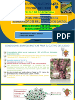 Mie - Cultivo de Cacao PDF