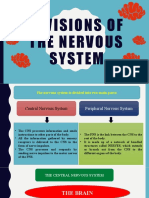 Divisions of the Nervous System Explained