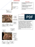 Cavidad Nasal