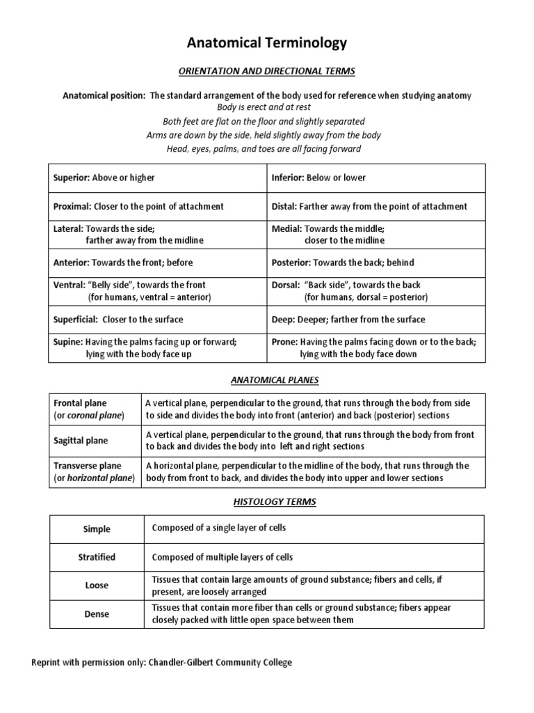 WHAT ARE THE TERMS USED IN ANATOMY intelligence overview