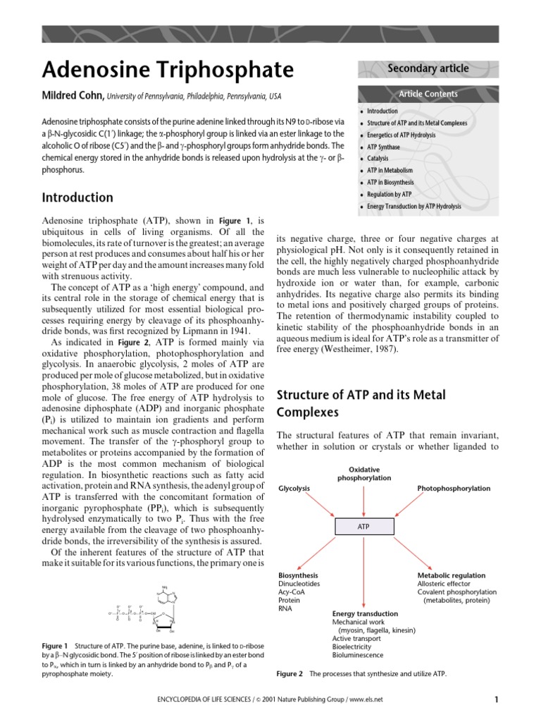 Understanding Adenosine Triphosphate (ATP) | PDF | Adenosine ...