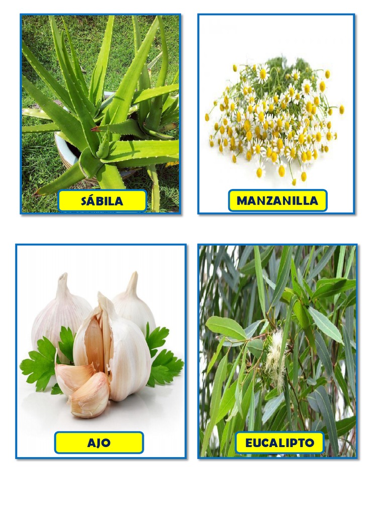 Sábila Manzanilla | PDF | Apio | Orégano