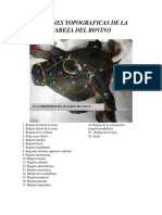 Aa Equino Anatomia 3 PDF