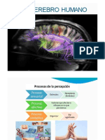 El Cerebro Humano Parte 2