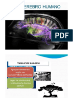 EL CEREBRO HUMANO PARTE 3