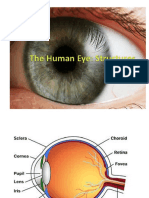 The Human Eye PowerPoint