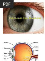 Grade 12 Life Science The Eye | PDF | Eye | Myopia