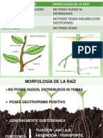 5.RAIZ MORFO y ANATOMIA PDF