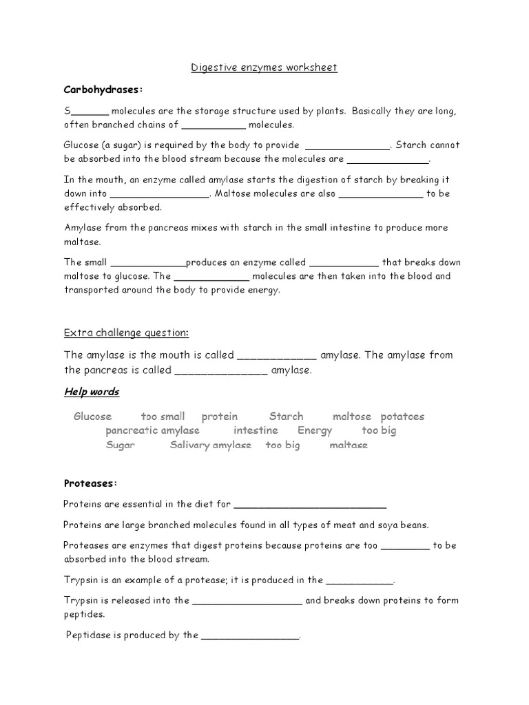 Digestive Enzymes Worksheet PDF