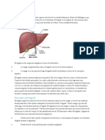 Anatomía Del Hígado