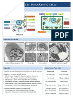 1.2 Eukaryotic Cells