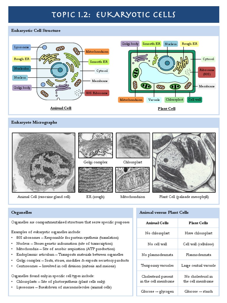 1.2 Eukaryotic Cells | PDF | Endoplasmic Reticulum | Eukaryotes