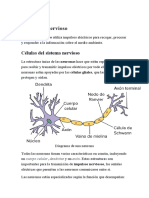 El Sistema Nervioso