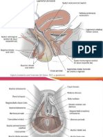 Anatomie. Placentatie. Structura Si Fiziologia Placentei PDF