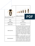 Blissus Leucopterus PDF