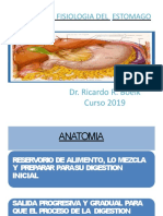 Anatomia Y Fisiologia Del Estomago: Dr. Ricardo R. Boelk Curso 2019