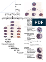 Hematopietic Stem Cell GM-CFC Ba - CFC Eo - CFC: Leukopoiesis