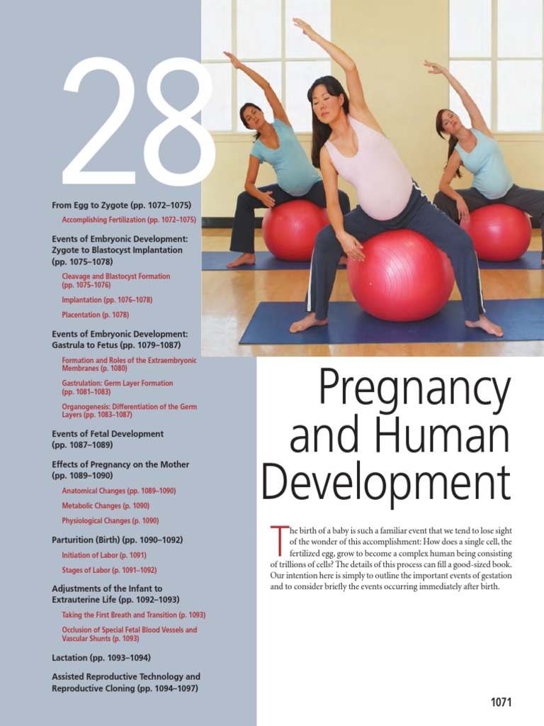 Stages of Human Embryonic Development | PDF | Implantation (Human ...