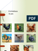 Peribahasa (Ayam)