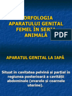 Morfologia aparatului genital femel pe specii
