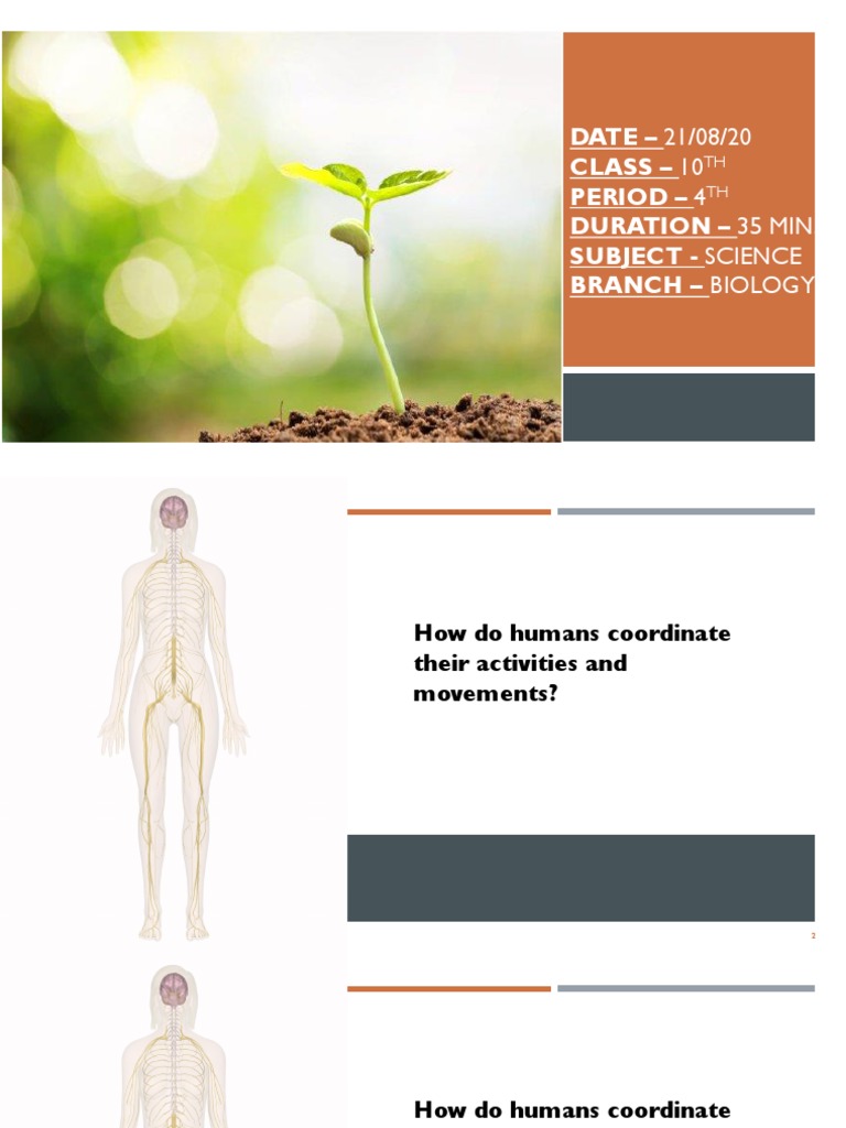 Plant Hormones and Their Functions Chart | PDF | Plant Hormone | Root