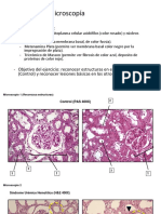 Microscopio TP Renal 2020 Versión Final