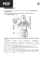 A circulação pulmonar e a circulação sistémica.docx