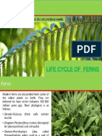 Life Cycle of Ferns