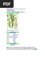 Download Padi by AdhyDelficann SN47435973 doc pdf