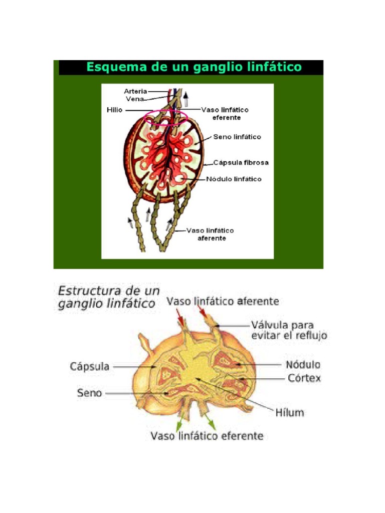 Sistema Linfatico Y Ganglio Linfatico Pdf Sistema Linfático